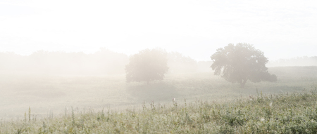 Two Trees On The Field In The Fog. Landscape At Dawn.の写真素材