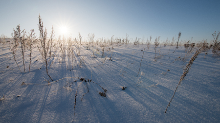 Winter Clear Field With Dry Weeds At Sunset.の写真素材