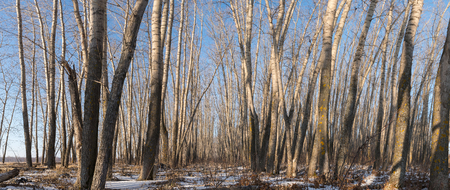 Forest Panorama With Trees At Sunset. Russia Winter Landscape.の写真素材