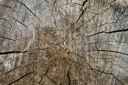 Texture Of A Wooden Stump. Cut Logs With With Annual Rings. Close-Up. Macro.の写真素材