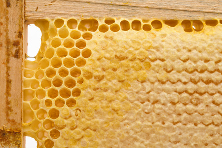 Sealed Honeybee Honeycomb In Frame. Close Up. Macro.