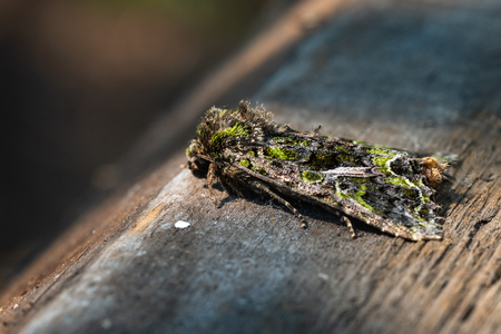 Green Arches (Anaplectoides Prasina). Close Up. Macro.の写真素材