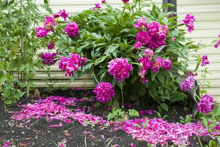 Petals Of Pink Flowers Falling To The Ground. Beautifully Flowering Peony Bushes. Magenta Color. Close-Up.の写真素材