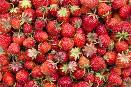 Lots Of Strawberries. Close-Up. Macro.の写真素材