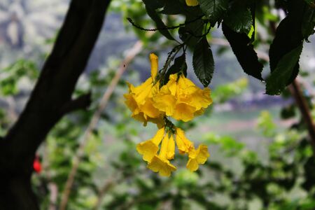 Yellow flowerの写真素材