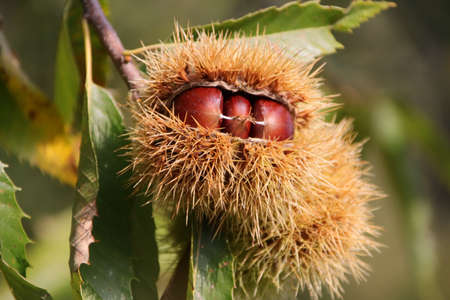 Autumn chestnuts close upの写真素材