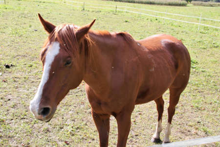 animal horseの写真素材