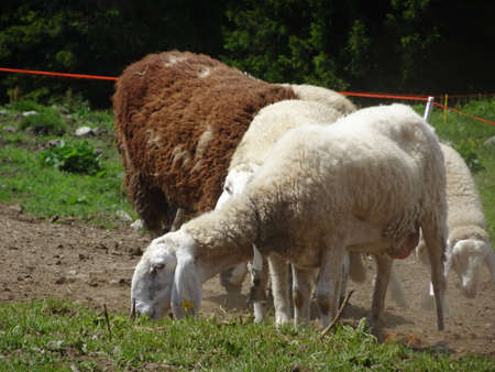 Pets sheep in the farmの写真素材