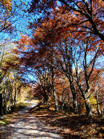 autumn forestの写真素材