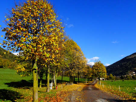 autumnal tree lined avenueの写真素材