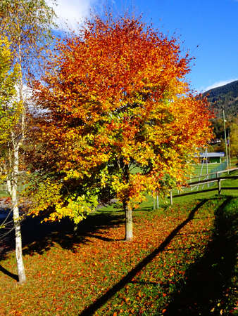 Autumn landscapeの写真素材