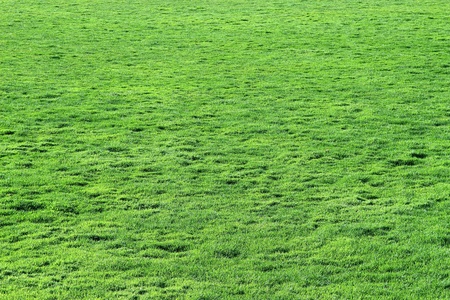 wide green lawn (rugby field) at sunsetの写真素材