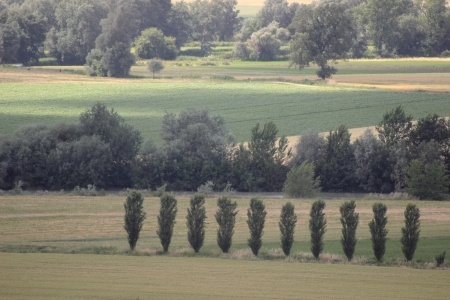 Poplare trees in a cultivated valleyの写真素材