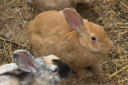 Rabbit in a farmの写真素材