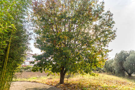 Tree and ladder in southern europe countrysideの写真素材