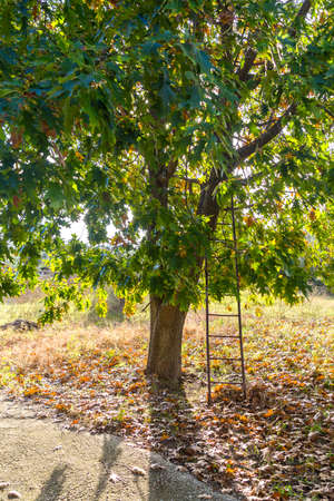 Tree and ladder in southern europe countrysideの写真素材