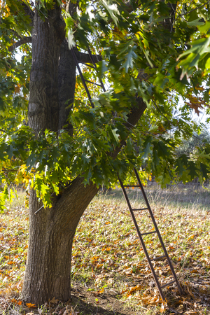 Tree and ladder in southern europe countrysideの写真素材