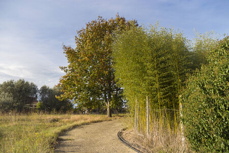 bamboo cane on a countryside path and treeの写真素材