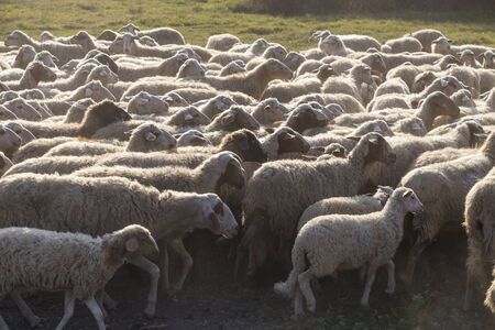 Sheeps in an urban park in Rome, Italyの写真素材