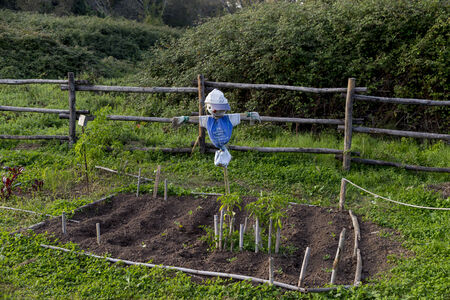 Scarecrow in a vegetable garden in a countrysideの写真素材