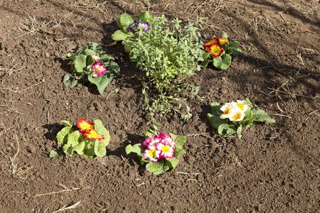 Gardener caring a flower badの写真素材