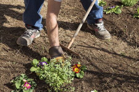 Gardener caring a flower badの写真素材