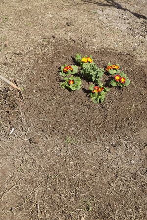Gardener caring a flower badの写真素材