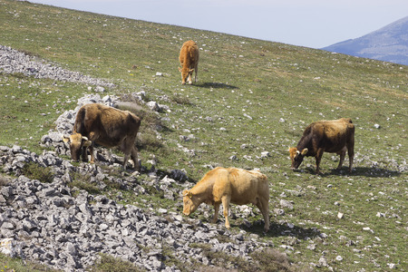 Mountain cattleの写真素材