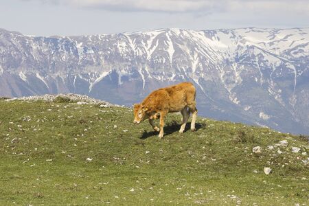 Mountain cattleの写真素材