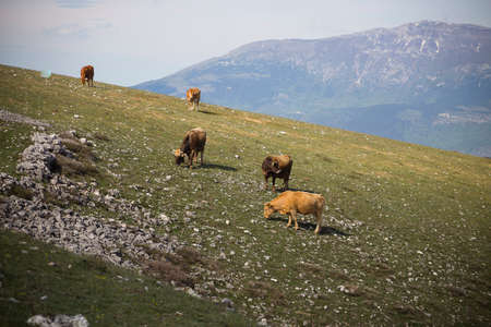 Mountain cattleの写真素材