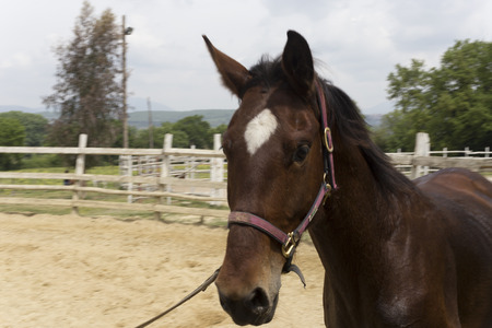 Horse training in a penの写真素材