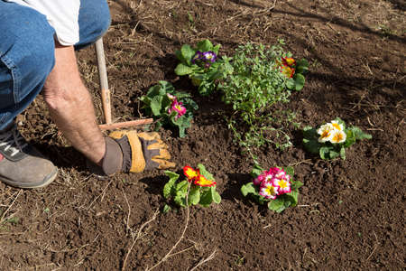 Gardener caring a flower badの写真素材
