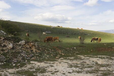 Mountain cattleの写真素材