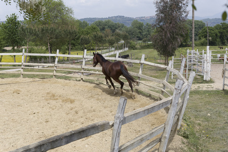 Horse training in a penの写真素材