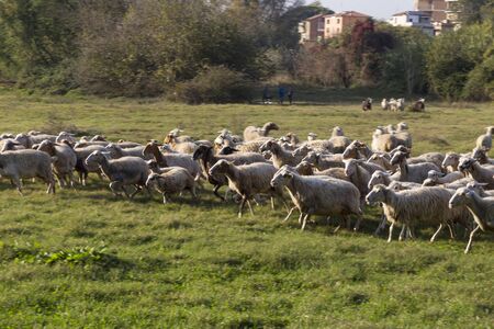 Sheeps in an urban park in Rome, Italyの写真素材