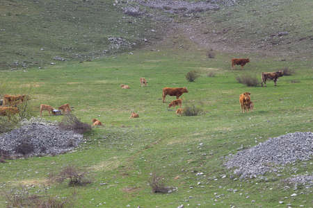 Mountain cattleの写真素材