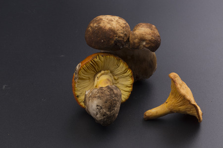 ovoli, porcino, chanterellesの写真素材