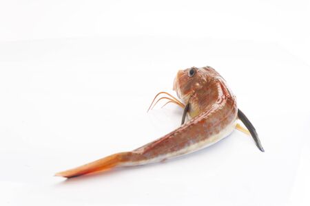 Gurnard fish isolated on whiteの写真素材