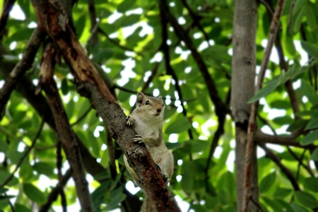 squirrelの写真素材