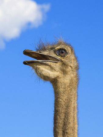 Ostrich head against the blue sky with white cloudの写真素材
