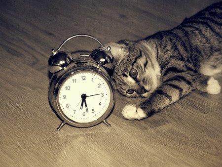 Classic alarm clock and kitten laying on the floor in the morningの写真素材