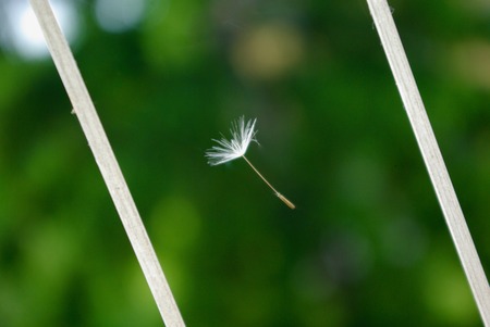 Dandelion fluff suspended between two wiresの写真素材