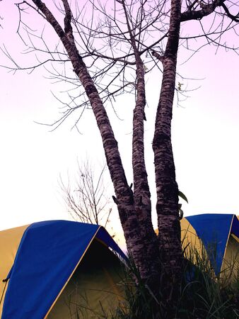 Treeの素材