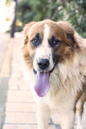 Dog with his tongue outの写真素材