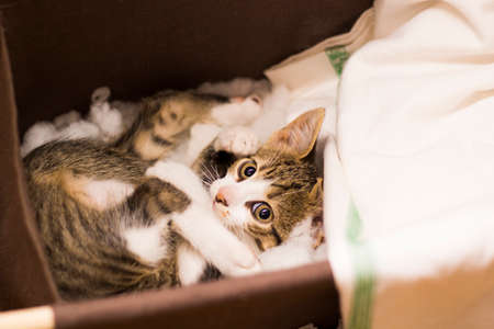 Small catの写真素材
