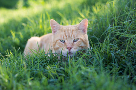 Cat watching her preyの写真素材