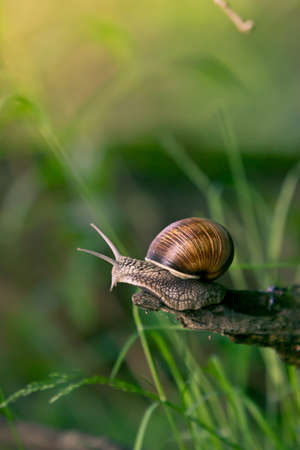 snail in the natural environmentの写真素材
