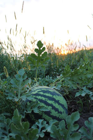 watermelon on the fieldの写真素材