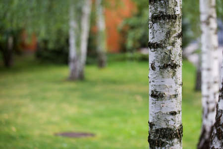 birch