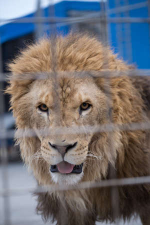 lion in captivityの写真素材
